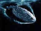 painting of Voyager
