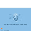 Wallpaper: Figure 85