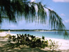 Dry Tortuga