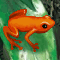 Living Rainforest Screensaver - It's a jungle out there. Now feel the Amazon from your desktop. This screensaver includes many subtle animations of wildlife, including flying birds, rain dropping into delicate pools, sleeping squirrel monkeys, lazy dragonflies, fluttering butterflies, busy leaf cutter ants, curious turtles and more in a rainforest against photo-realistic backgrounds. Also included are jungle sounds and music in the background. This free, full version screensaver also includes two more lush rainforest scenes, more creature animations and more jungle noises!