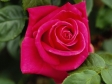 Download the Free Beautiful Roses Screensaver with Wallpaper