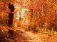 Download the Free Colors of Autumn Screensaver with Wallpaper