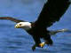 Download the Free Bald Eagle Screensaver with Wallpaper