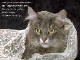 Download the Free Cats and Quotes Screensaver with Wallpaper