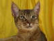 Download the Free Pedigree Cats Screensaver with Wallpaper