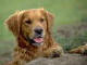 Download the Free Pedigree Dogs Screensaver with Wallpaper