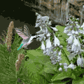 Living Spring Gardens Screensaver - Is spring your favorite time of year or do you just enjoy the beauty of outdoor gardens? These three amazing garden scenes will surely remind you of the joy of gardening. This screensaver will randomly select between the English Garden, the Backyard Pond, and the Garden Fountain scenes and take you through the journey of life. The gardens and flowers will appear to bloom and blossom before your eyes. Each scene encompasses lively animations that include birds, butterflies, chipmunks, turtles, and fish. The classical style music and ambient sounds add to the relaxation effects of Living Gardens. You have the option of also turning on or off the sounds and music independently of each other. See if you can find all the hidden animations.