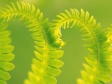Download the Free Patterns of Nature Screensaver with Wallpaper