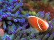 Download the Free Tropical Sea Life Screensaver with Wallpaper