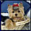 Mary Holstad Presents Artist Yorkshire Yorkie  dog 