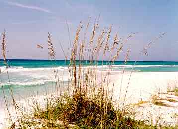 sea oats