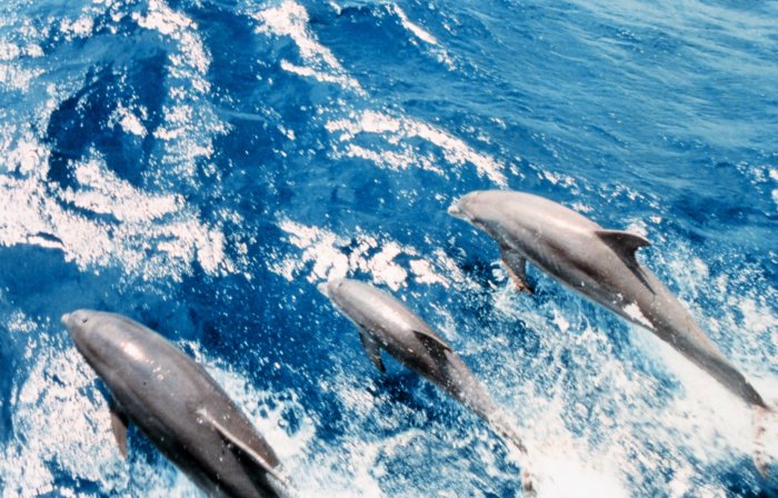 diving dolphins