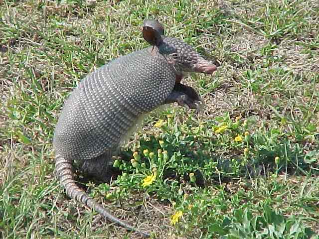 an armadillo-an inhabitant of the Fort Pickens area