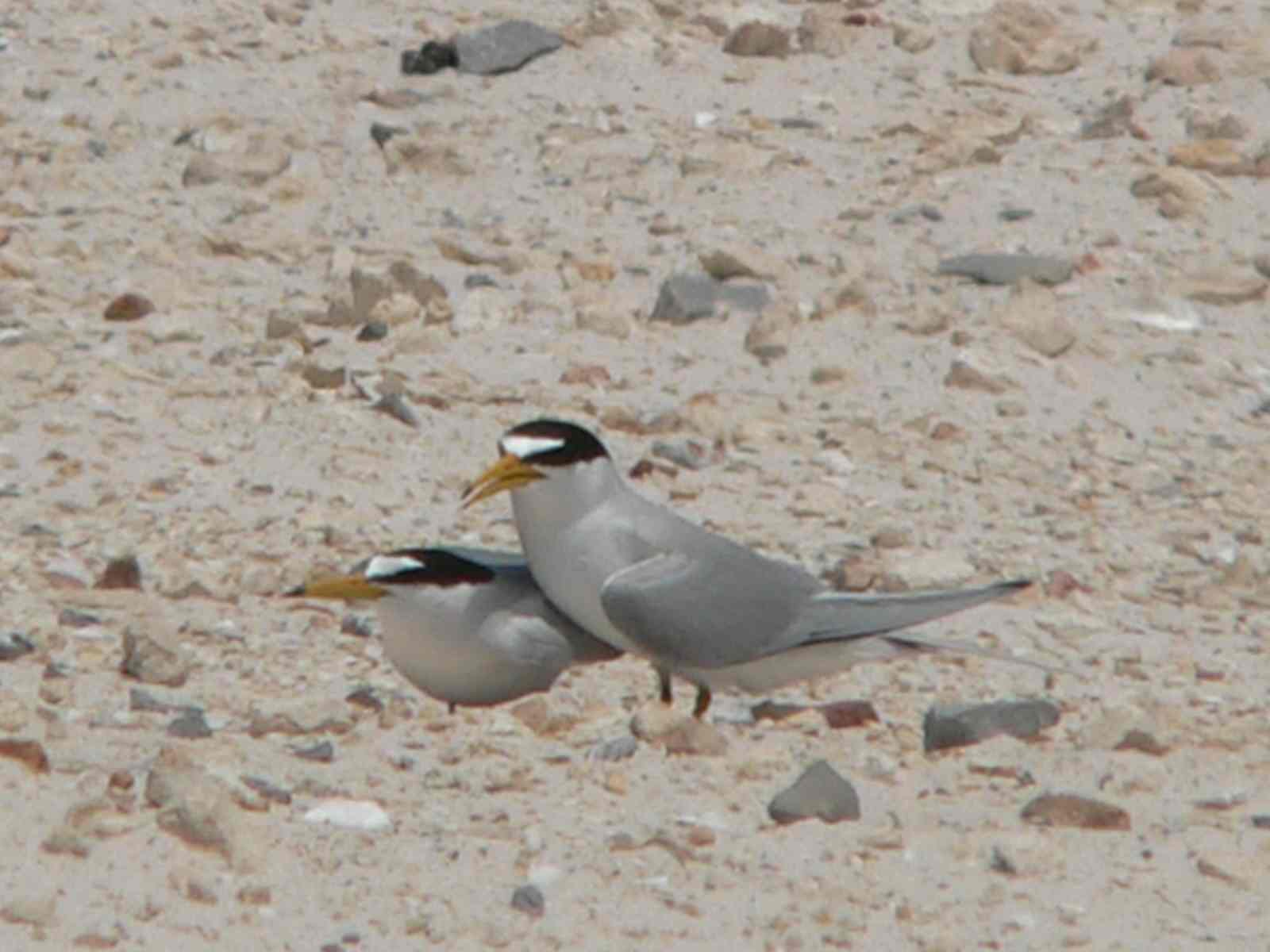 least terns