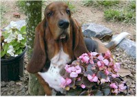 bassetdanny.jpg (15467 bytes)