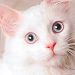 Pretty white kitty