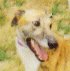 This is Bush, he needs a home check out the How to adopt area.