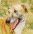 Hi, I am Bush I am cat safe and somewhat shy.