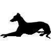 greyhound