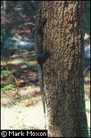 A goanna hanging on to a tree