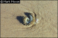 A strange beastie on the beach