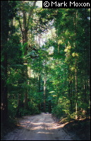 A typical Fraser Island road near Pile Valley
