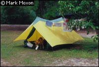 A dingo raiding a tent at Central Station