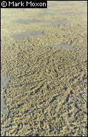 Strange sand on Seventy-Five Mile Beach