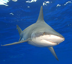Shark Trails