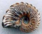 euhoplites ammonite