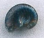 anahoplites ammonite