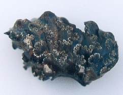 ammonite showing sutures