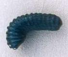 hamites ammonite
