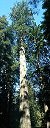 big_trees_icon.jpg (1733 bytes)