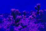 Blue Montage