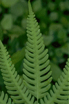 Green Montage