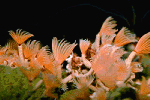 Pink-Orange Montage
