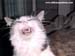 Funny Animals