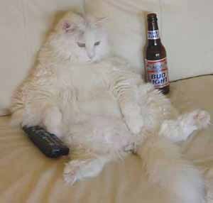 bachelor cat