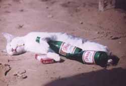 drunk cat