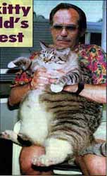 fat cat