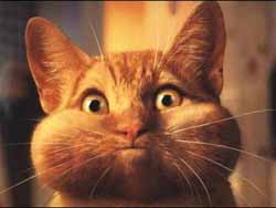 cat with bird in mouth