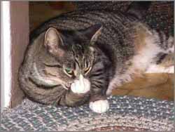 annoyed cat