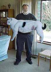 overgrown cat