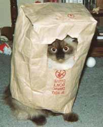 peeping tom