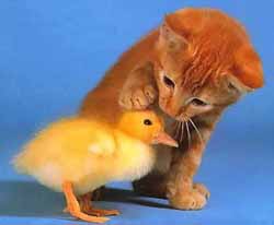 cat petting baby chick