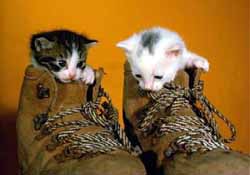 puss in boots