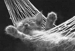 sleeping kitten