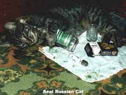 a real russian cat