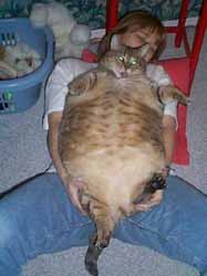 tubby cat